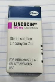 Lincomysin 600 vial